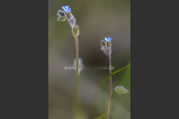 Fokus-Natur Bild
