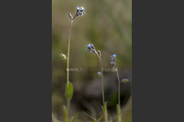 Fokus-Natur Bild
