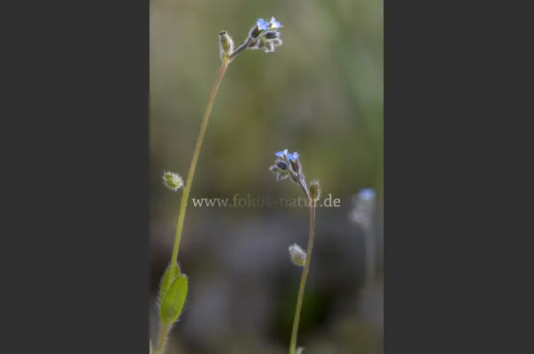 Fokus-Natur Bild