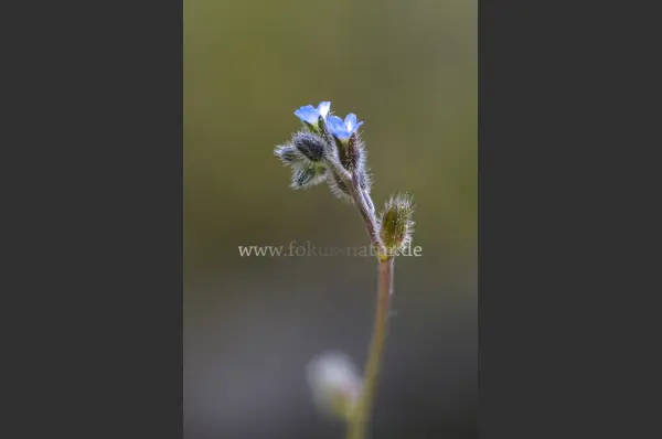 Fokus-Natur Bild