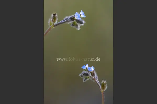 Fokus-Natur Bild