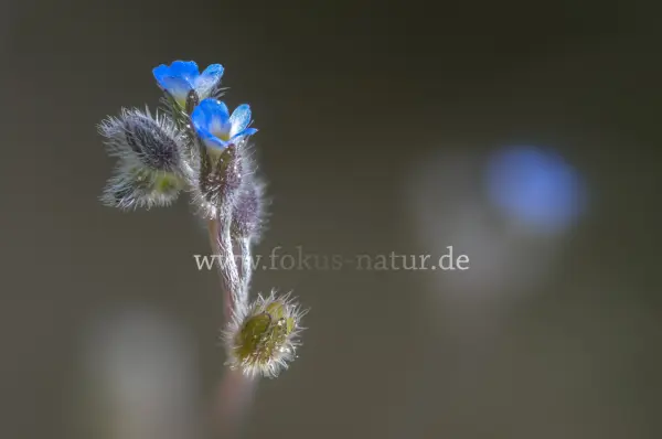Fokus-Natur Bild
