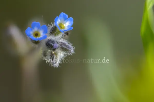 Fokus-Natur Bild