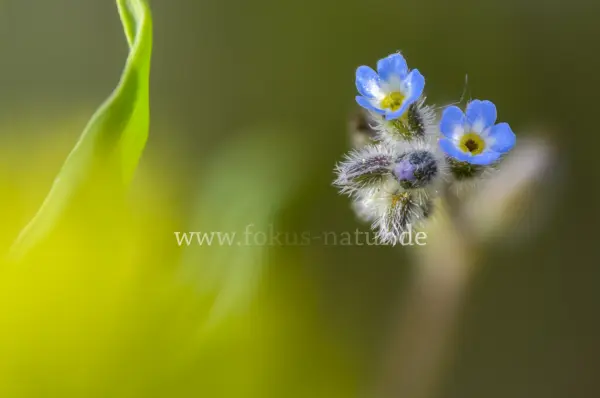 Fokus-Natur Bild