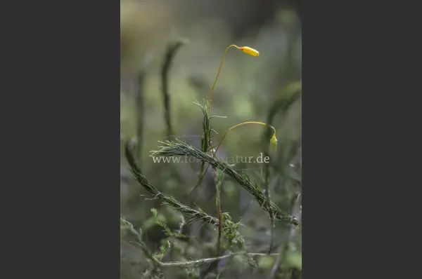 Fokus-Natur Bild
