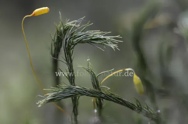 Fokus-Natur Bild