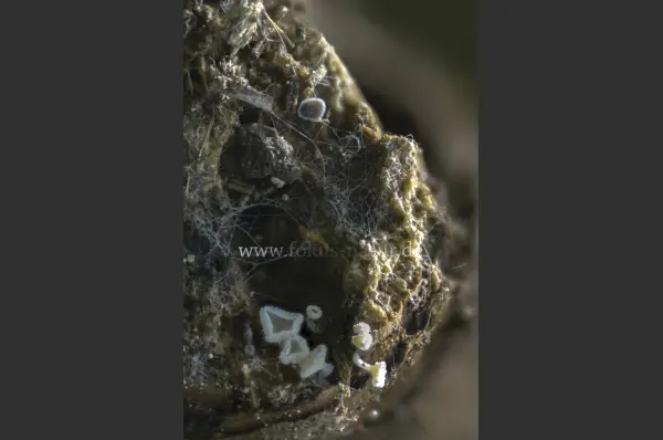 Fokus-Natur Bild
