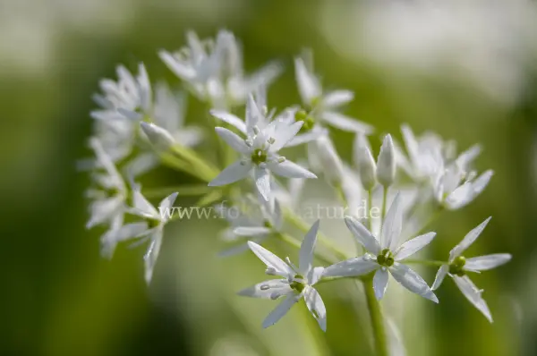 Fokus-Natur Bild