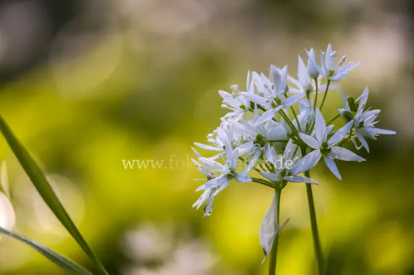 Fokus-Natur Bild