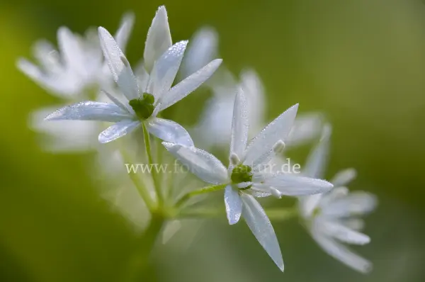 Fokus-Natur Bild