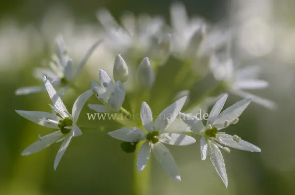 Fokus-Natur Bild