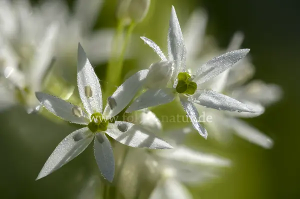 Fokus-Natur Bild