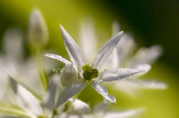 Fokus-Natur Bild