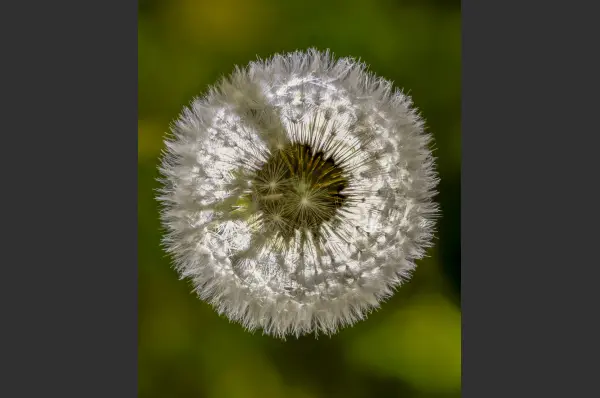 Fokus-Natur Bild
