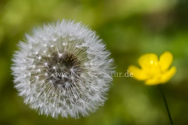 Fokus-Natur Bild