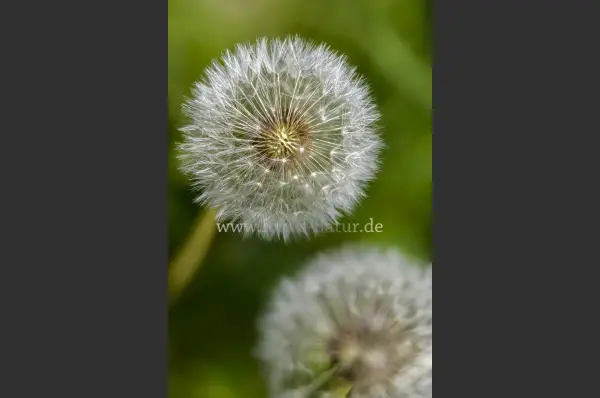 Fokus-Natur Bild