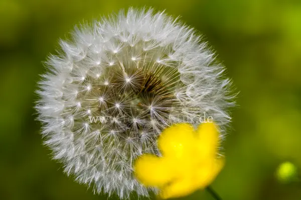 Fokus-Natur Bild