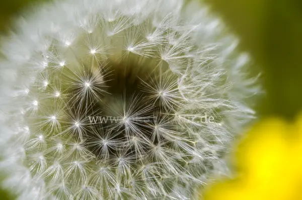 Fokus-Natur Bild