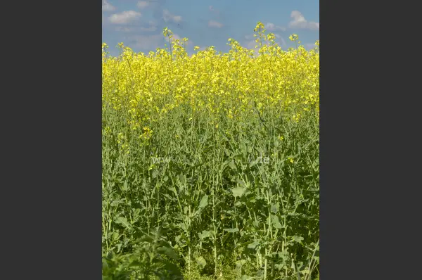 Fokus-Natur Bild