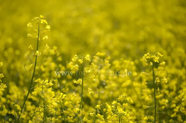 Fokus-Natur Bild