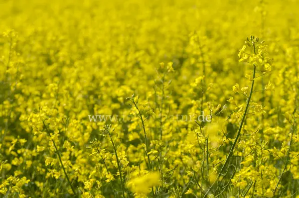 Fokus-Natur Bild