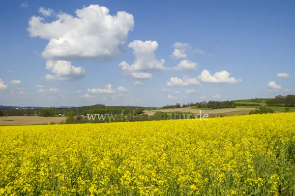Fokus-Natur Bild