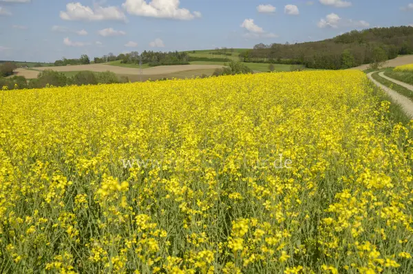 Fokus-Natur Bild