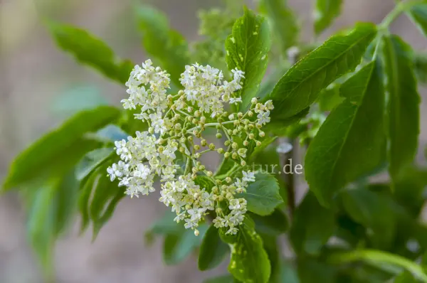 Fokus-Natur Bild