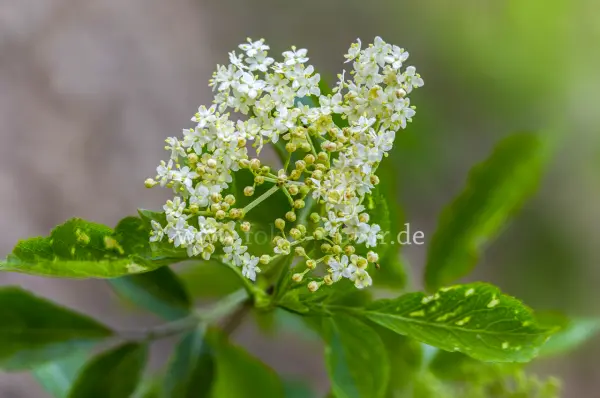Fokus-Natur Bild