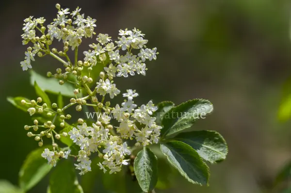 Fokus-Natur Bild