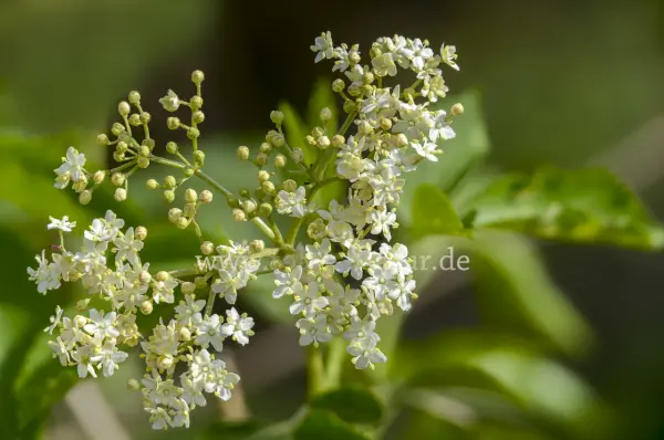 Fokus-Natur Bild