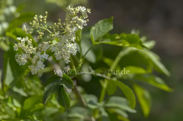 Fokus-Natur Bild