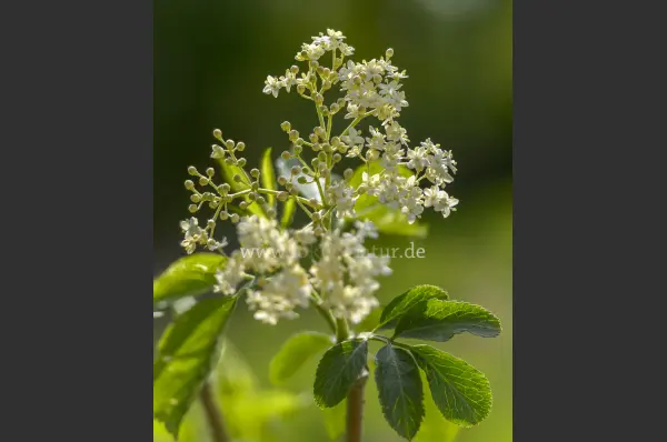 Fokus-Natur Bild