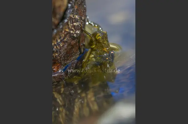 Fokus-Natur Bild