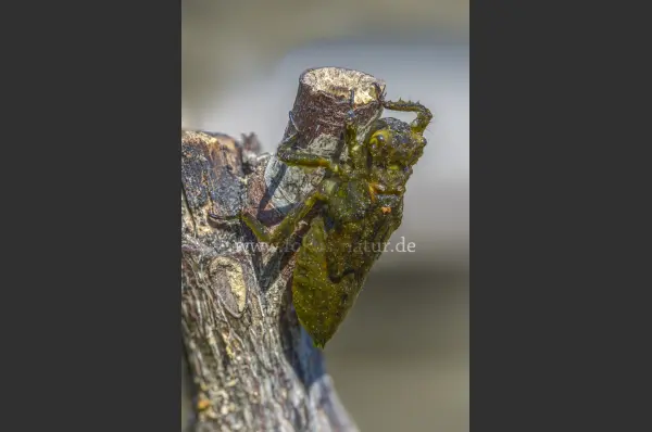 Fokus-Natur Bild