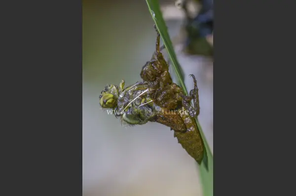 Fokus-Natur Bild