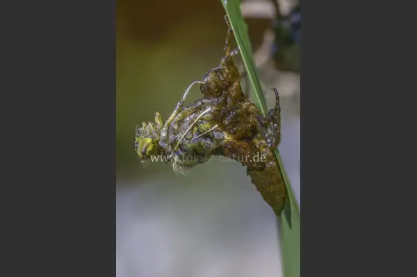 Fokus-Natur Bild