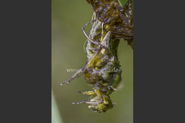 Fokus-Natur Bild