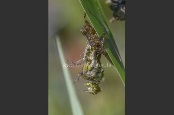 Fokus-Natur Bild