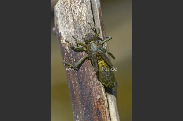 Fokus-Natur Bild