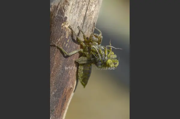 Fokus-Natur Bild