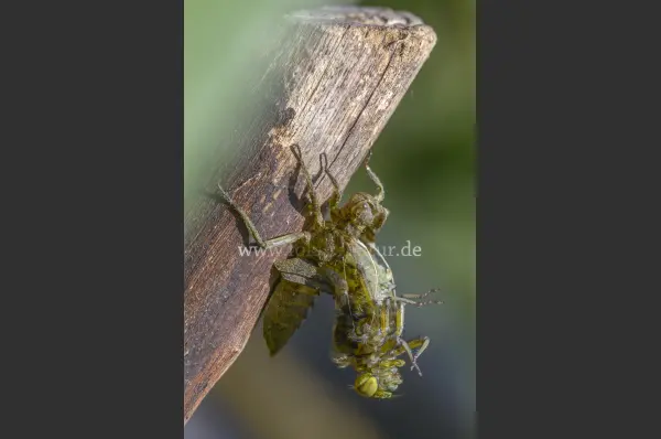 Fokus-Natur Bild