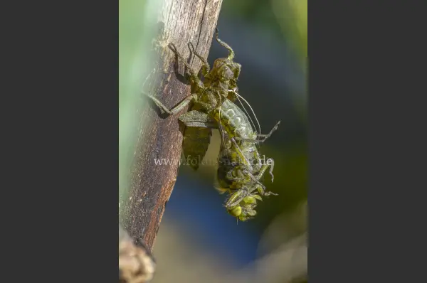 Fokus-Natur Bild