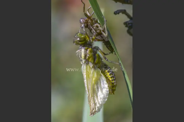 Fokus-Natur Bild