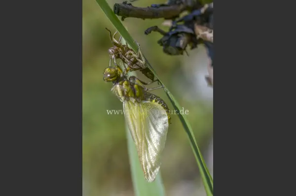 Fokus-Natur Bild