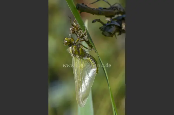 Fokus-Natur Bild
