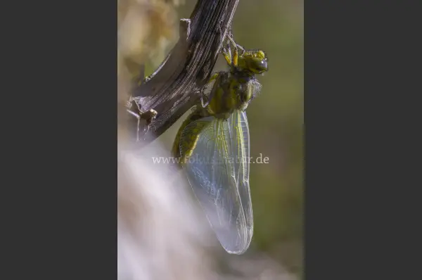 Fokus-Natur Bild