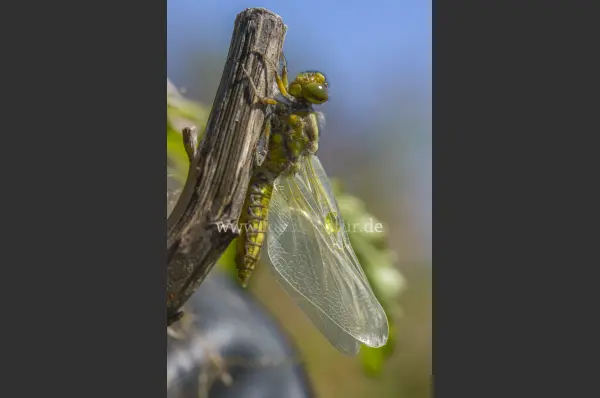 Fokus-Natur Bild