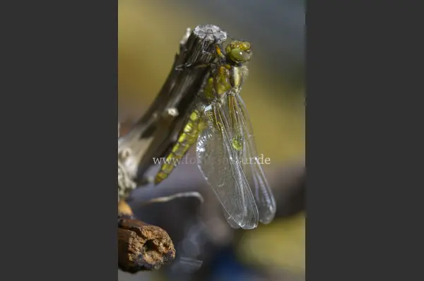 Fokus-Natur Bild