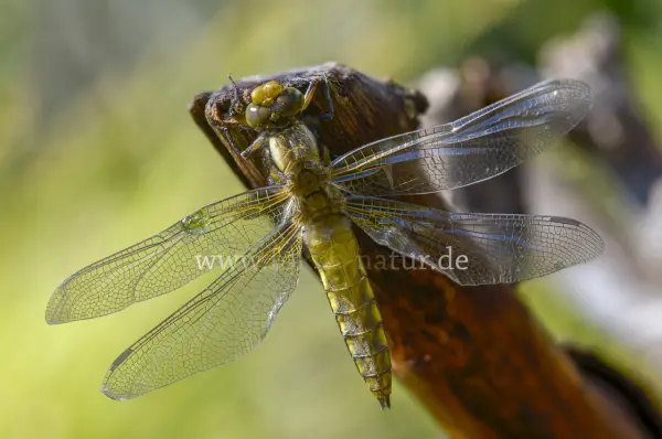 Fokus-Natur Bild